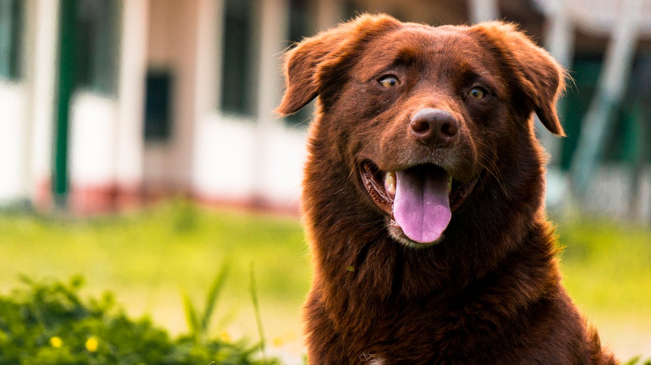 Close-up of a brown dog sitting outside on a sunny day, tongue out.