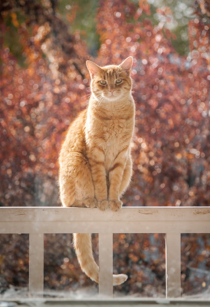 Adorable ginger tabby cat sitting on a fence with vibrant autumn leaves in the background.